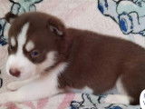 6 chiots Huskies de Sibérie à réserver (non LOF)