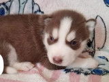 6 chiots Huskies de Sibérie à réserver (non LOF)