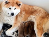 Un chiot femelle Akita Inu LOF à la robe rousse à réserver
