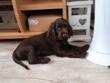 Un chiot femelle Cocker Anglais non LOF chocolat disponible à la vente
