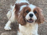 Un chien Cavalier King Charles non LOF bicolore d’un an à vendre