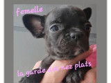 7 chiots Bouledogues Fran&ccedil;ais (non LOF) &agrave; r&eacute;server