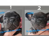 7 chiots Bouledogues Fran&ccedil;ais (non LOF) &agrave; r&eacute;server