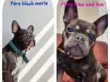 7 chiots Bouledogues Fran&ccedil;ais (non LOF) &agrave; r&eacute;server