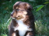 À vendre : 1 chiot Berger Américain Miniature femelle rouge tricolore (LOF)