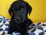 4 chiots Labradors non LOF à réserver, chocolat ou noirs