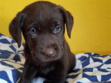 4 chiots Labradors non LOF à réserver, chocolat ou noirs