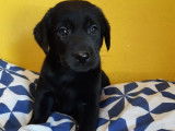 4 chiots Labradors non LOF à réserver, chocolat ou noirs