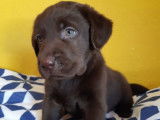 4 chiots Labradors non LOF à réserver, chocolat ou noirs