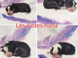 8 chiots Bergers Australiens (LOF) &agrave; r&eacute;server, tricolores ou merles