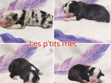8 chiots Bergers Australiens (LOF) &agrave; r&eacute;server, tricolores ou merles