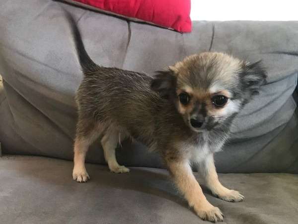 À vendre un chiot mâle Chihuahua fauve charbonné LOF