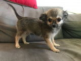 À vendre un chiot mâle Chihuahua fauve charbonné LOF