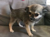 À vendre un chiot mâle Chihuahua fauve charbonné LOF