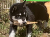 2 chiots Huskies LOF noir et blanc à vendre