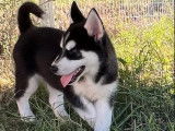2 chiots Huskies LOF noir et blanc à vendre