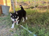 2 chiots Huskies LOF noir et blanc à vendre