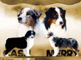 3 chiots Bergers Australiens LOF à acheter