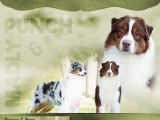 3 chiots Bergers Australiens LOF à acheter