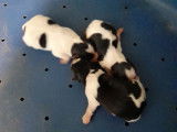 2 chiots mâles Biewer Yorkshire Terriers tricolores non LOF à vendre