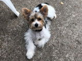 2 chiots mâles Biewer Yorkshire Terriers tricolores non LOF à vendre