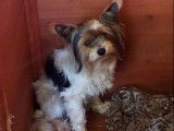2 chiots mâles Biewer Yorkshire Terriers tricolores non LOF à vendre