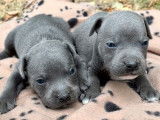 À réserver 8 chiots Staffies LOF noirs ou bleus