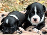 À réserver 8 chiots Staffies LOF noirs ou bleus