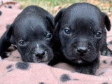 À réserver 8 chiots Staffies LOF noirs ou bleus