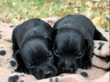 À réserver 8 chiots Staffies LOF noirs ou bleus