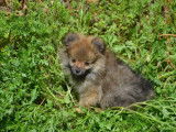 Disponibles 4 chiots Spitz Allemands non LOF, 3 mâles, 1 femelle