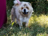 Une chienne Chow Chow fauve clair non LOF disponible