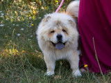 Une chienne Chow Chow fauve clair non LOF disponible