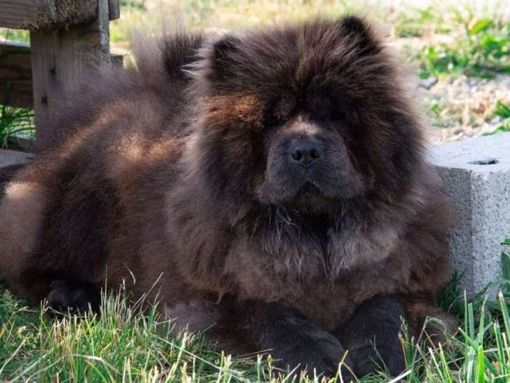 Un chien Chow Chow LOF d'un an au pelage bleu à acheter
