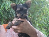 2 chiots Yorkshire Terrier à réserver non-LOF
