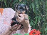2 chiots Yorkshire Terrier à réserver non-LOF