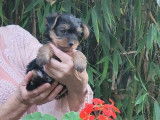 2 chiots Yorkshire Terrier à réserver non-LOF