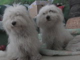 Chiots Cotons de Tul&eacute;ar &agrave; vendre (4 Femelles & 4 M&acirc;les)