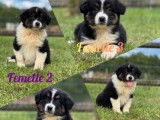 À vendre, 4 chiots Bergers Australiens d’avril 2022 non-LOF