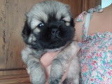 2 chiots Épagneuls Tibétains mâles sable charbonné LOF à réserver