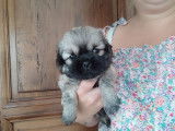 2 chiots Épagneuls Tibétains mâles sable charbonné LOF à réserver
