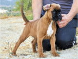 Magnifiques chiots Boxer &agrave; vendre