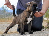 Magnifiques chiots Boxer &agrave; vendre