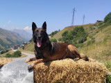Berger Belge Malinois disponible pour saillie