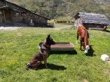 Berger Belge Malinois disponible pour saillie