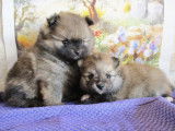 Superbes chiots Spitz Nains Poméraniens à vendre