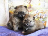 Superbes chiots Spitz Nains Poméraniens à vendre