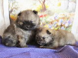 Superbes chiots Spitz Nains Poméraniens à vendre