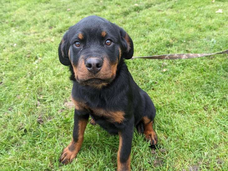 Chiots Rottweiler disponible