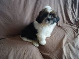 Disponible Chiot Shih Tzu LOF